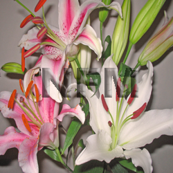 Wholesale assorted oriental Lilies-nationalflowermart.com